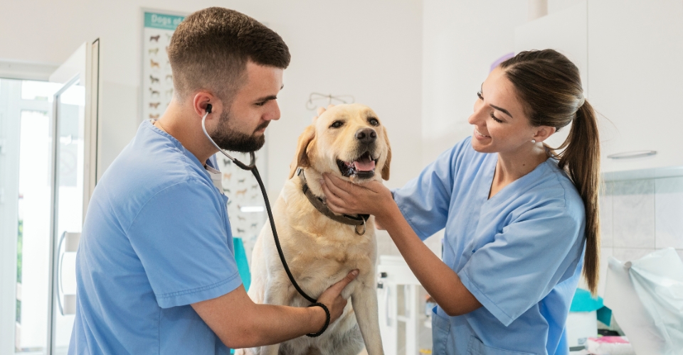 SERP Matrix Veterinary Marketing Solutions